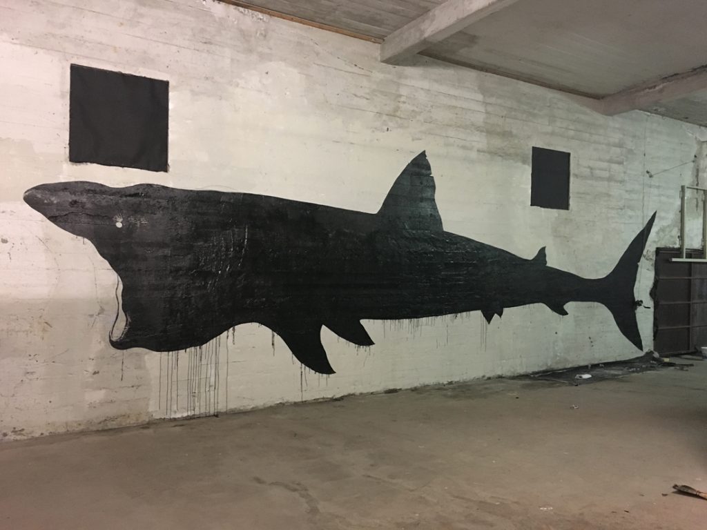 Basking Shark.3